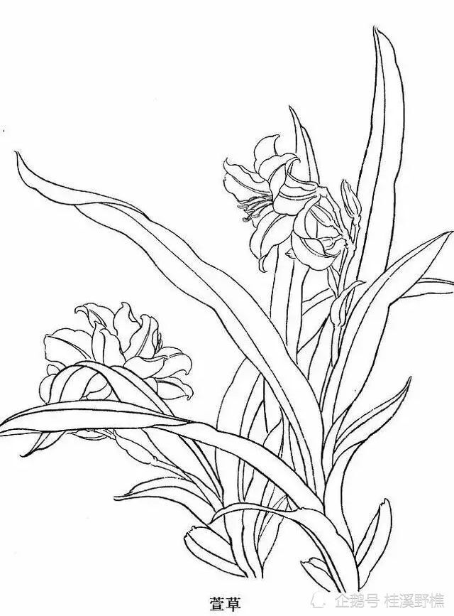 花卉白描很难画各种常见花卉白描画法教你收藏起来临摹学习