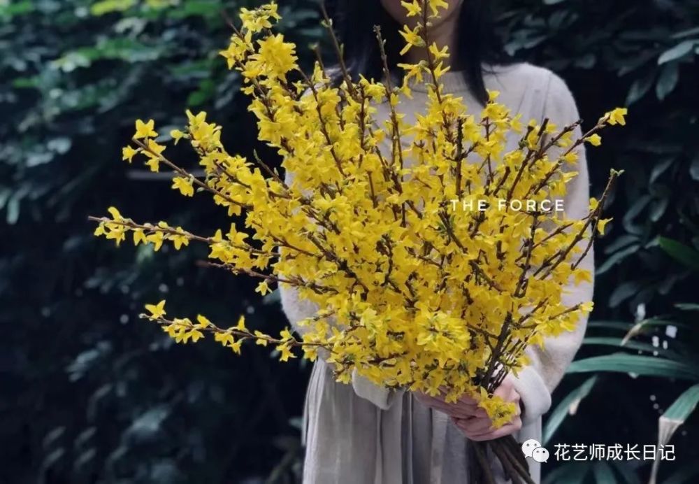 每日一花 新年必备年宵花 步步生金的连翘惹人爱 腾讯新闻