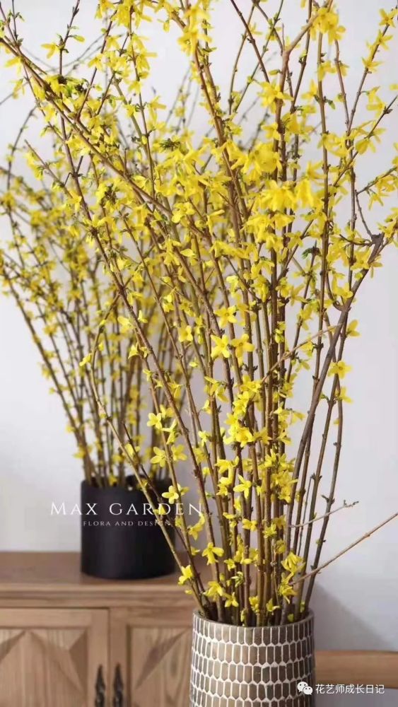 每日一花 新年必备年宵花 步步生金的连翘惹人爱 腾讯新闻