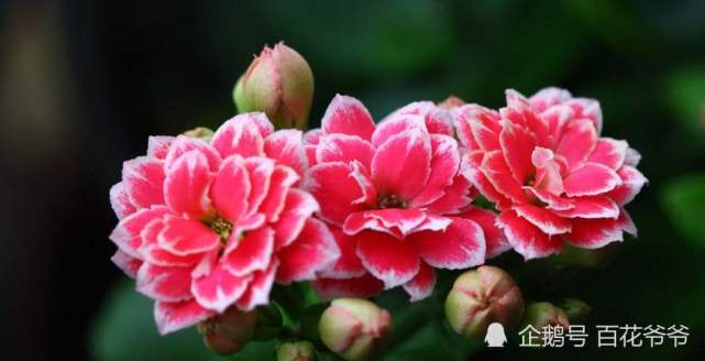 降温了 这几种花得断肥 控水 才能越长越好 施肥 浇水 长寿花 发财树 绿萝