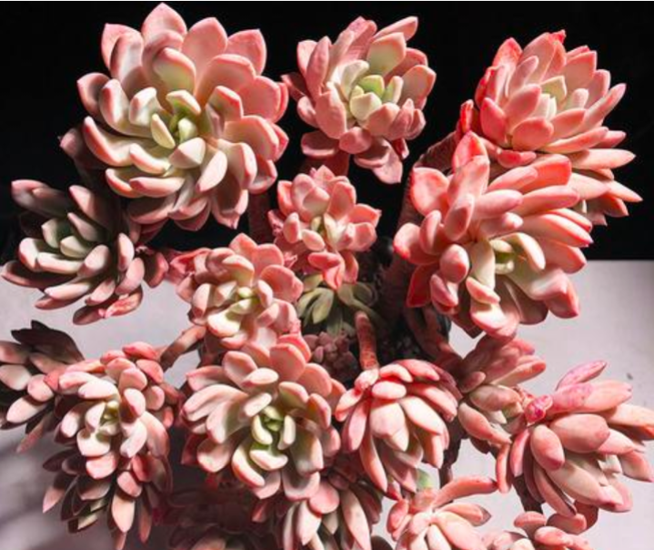 冬季,怎么把多肉红卷叶养出完美状态?3个方法搞定它_腾讯新闻