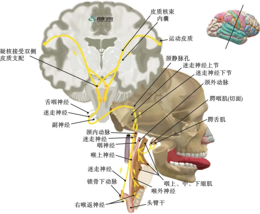 動眼神經:動眼神經副核功能:支配瞳孔括約肌和睫狀肌2.