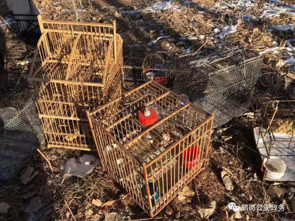 【三打两控一遏制】东山分局连续破获三起 非法猎捕野生动物案