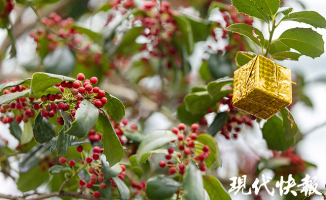 張然 李鳴/文 施向輝/攝)亮紅色的果實和綠色樹葉相搭配,為寂寥的冬天