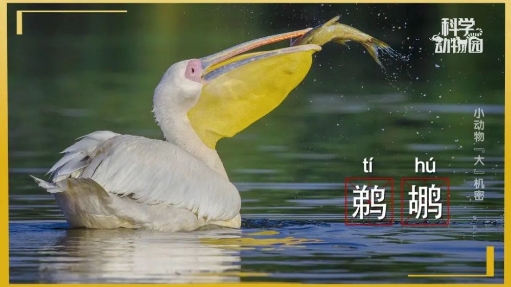 来来来跟我一起读鵎鵼鹈鹕耳郭狐