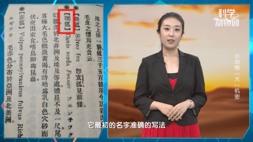 来来来跟我一起读鵎鵼鹈鹕耳郭狐