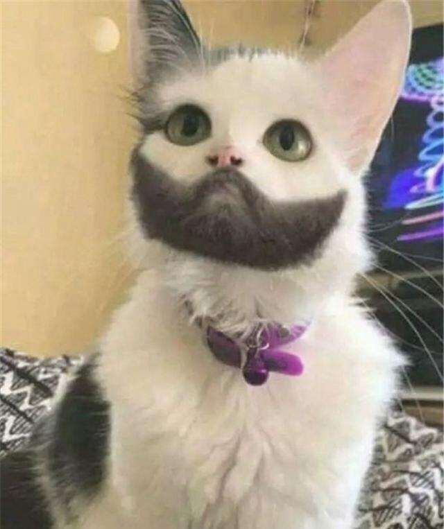 猫可以丑成什么样子高能预警