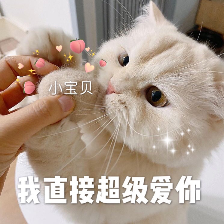 分享一组可爱猫猫表情包 腾讯新闻