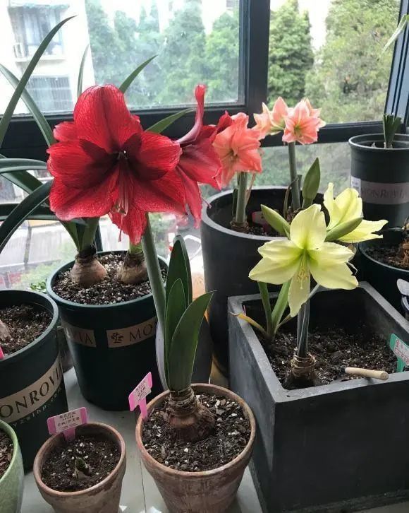 进口朱顶红土朱你喜欢哪种两者不一样养土朱要有耐心