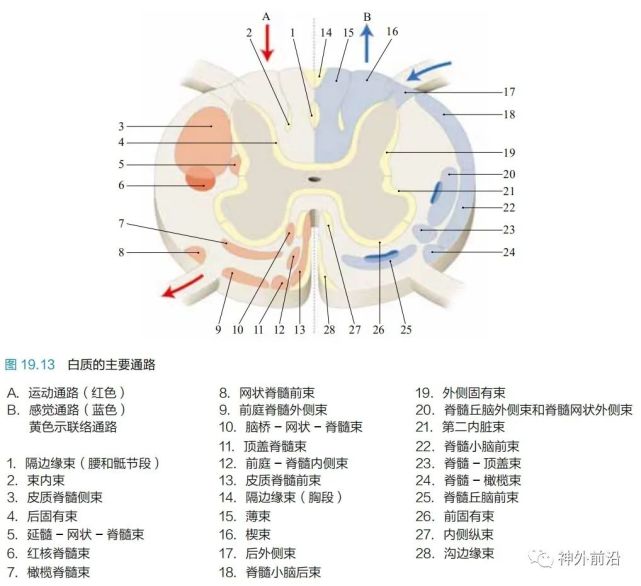 神經解剖|脊髓各部分功能