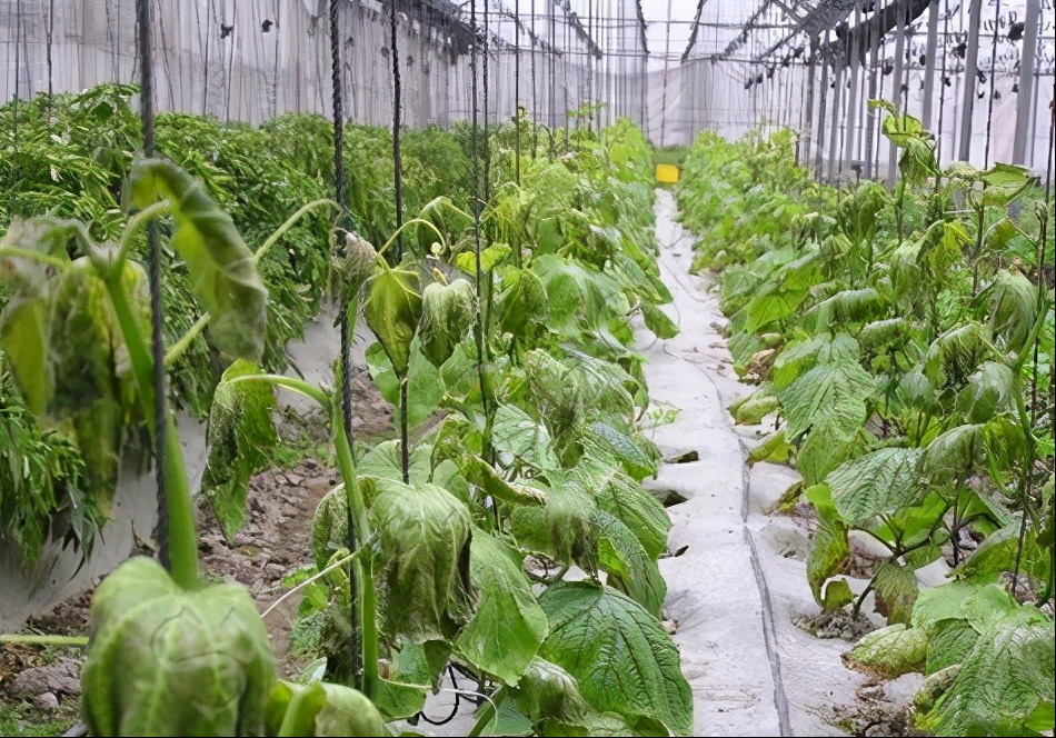 黄瓜受冻后的补救良方_腾讯新闻