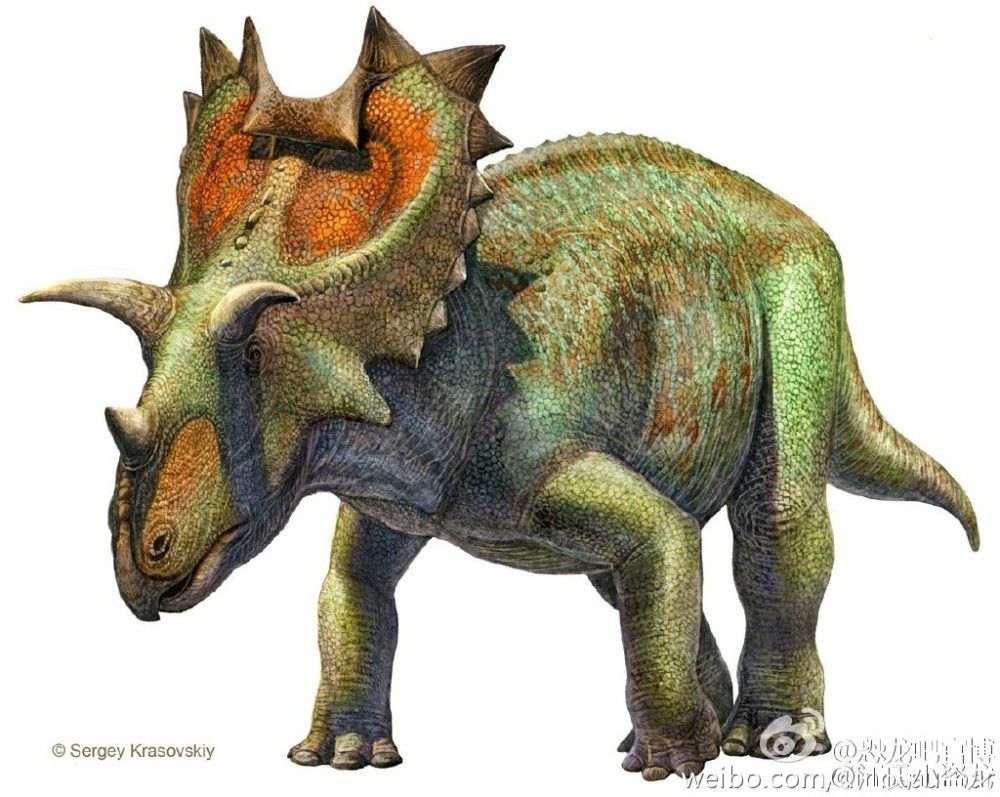 图注:钉盾龙,图片来自网络种类如此众多的角龙类生活在一起还真的是