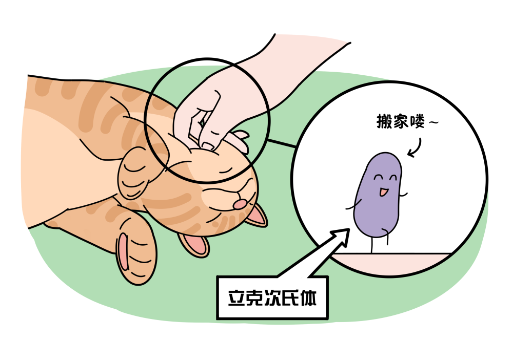 立克次氏体是一种细菌,但许多特征和病毒一样,主要以虱,硬蜱等节肢