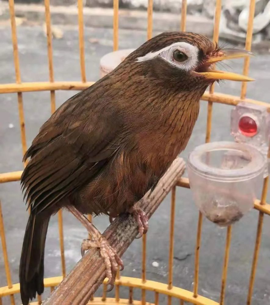 说一说画眉产地