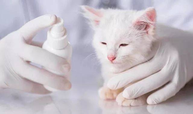 猫咪常见过敏症有哪些 如何治疗过敏 腾讯新闻