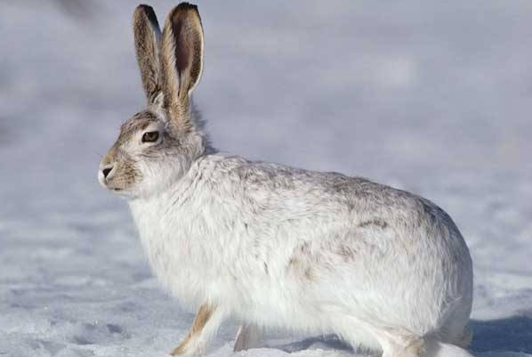 属兔人过了50岁后指望谁?尤其是1987年的,我劝你好好看看!