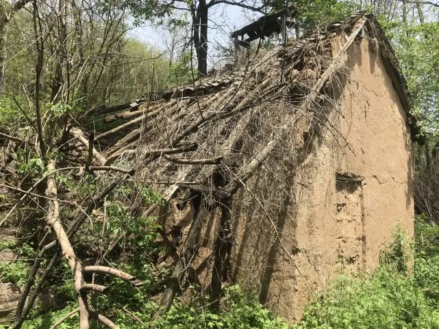 辛丑牛|2021年是寡年，老话说：“寡年不见春，人民留一半”，啥意思