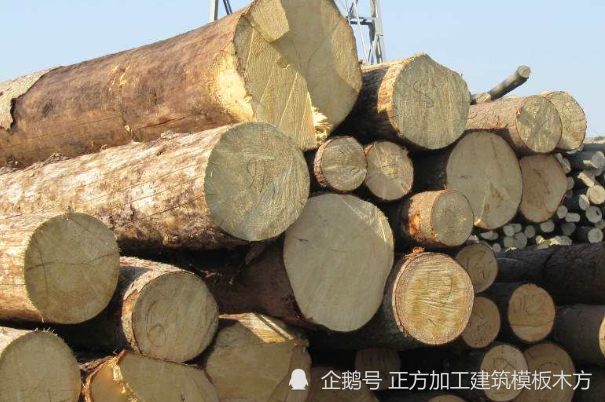 云杉木方的介绍