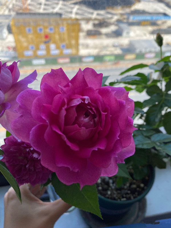 世界名花天方夜谭花似牡丹美又香家养一株四季有花赏