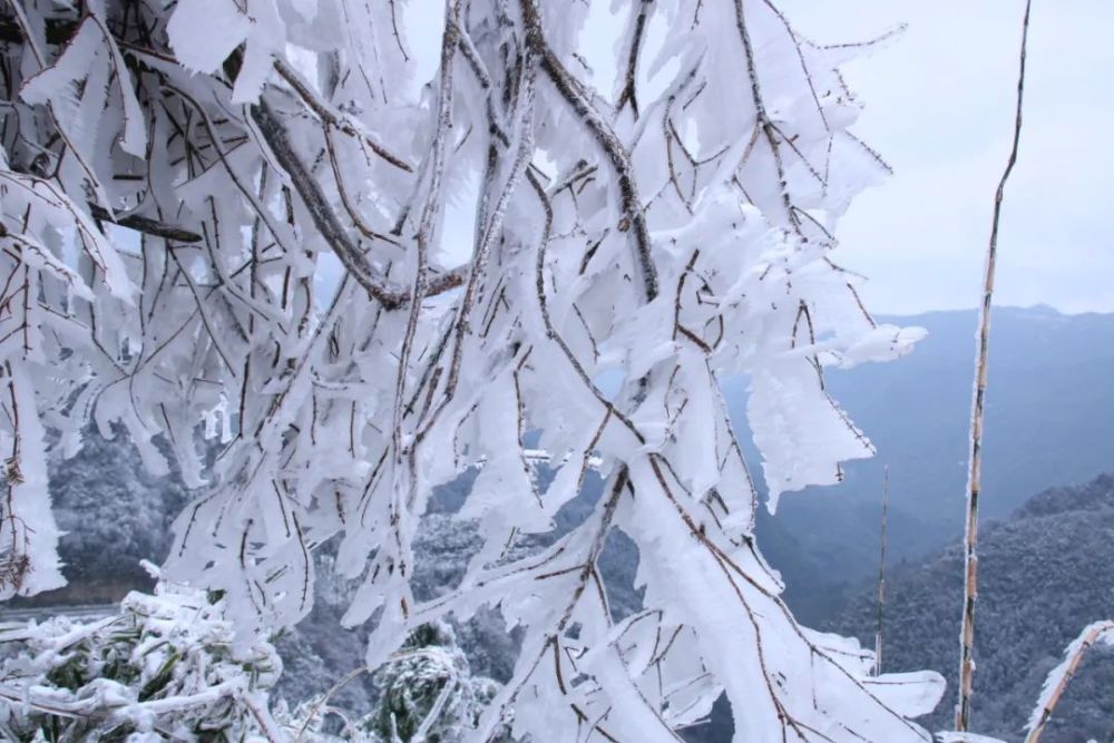 绝美五指山,一夜之间装扮成一片银白,车行进至永福镇张村地界,雪景就