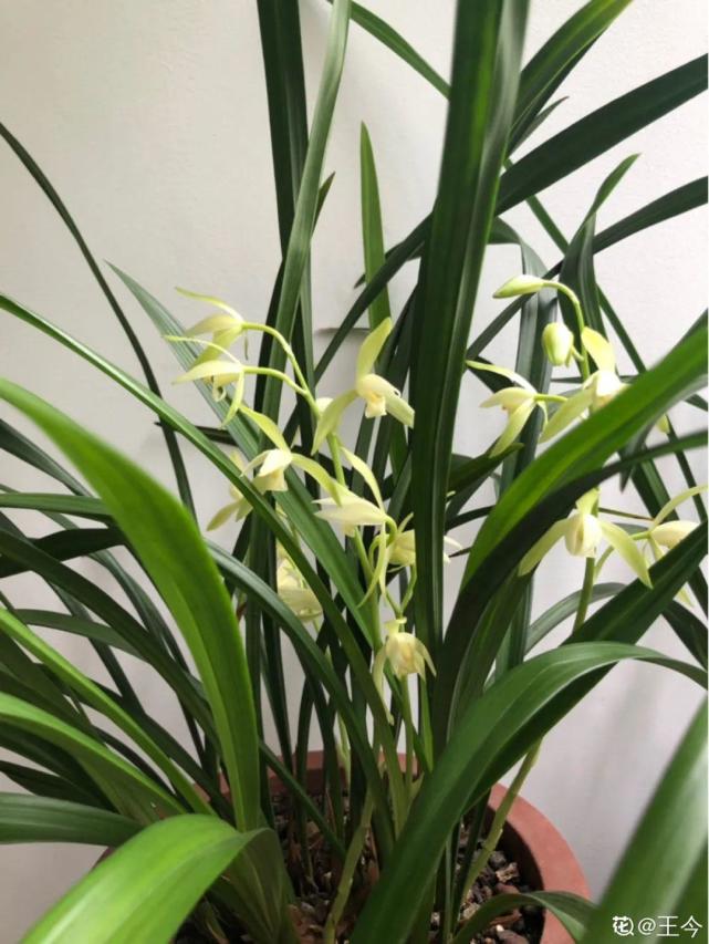 你养的花 暴露你的 性格缺点 赶紧来测测 向日葵 仙人掌 菊花 郁金香 文竹 兰花