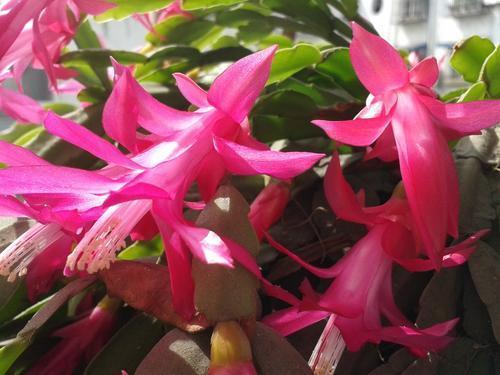 这6种花现在种 二月过年正好开花 当做年宵花家里红红火火 腾讯新闻