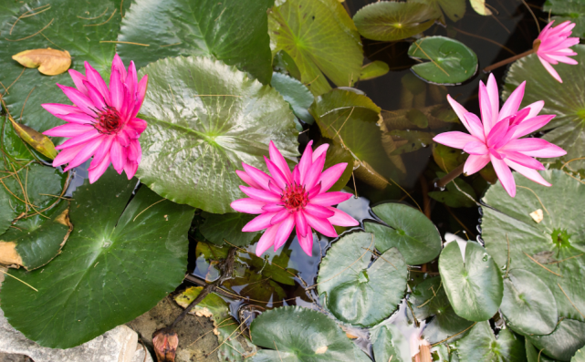 6种水培就能盛开的花 美观大方又好养 开几朵花更漂亮了 水培植物