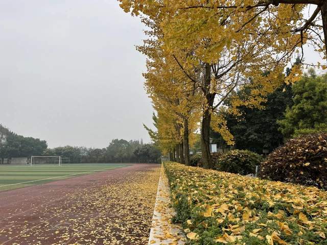 成都市七中育才学校教育集团汇源校区大邑中学蒙彼利埃小学电子科技