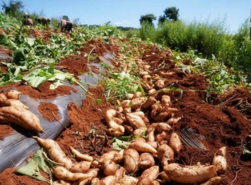 唯一的根茎类水果,名字狂拽酷炫,找不出第二个,味道褒贬不一_腾讯新闻
