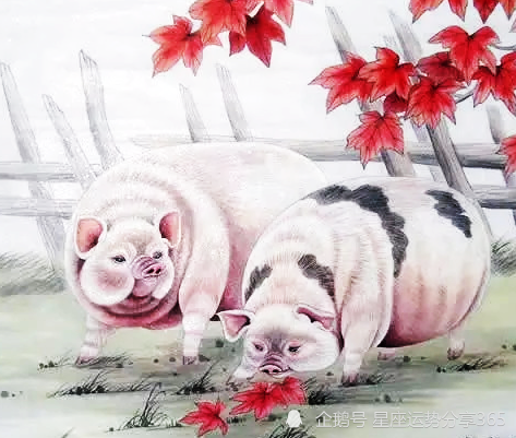 属猪的和什么属相最配,属猪的和什么属相最配、相克