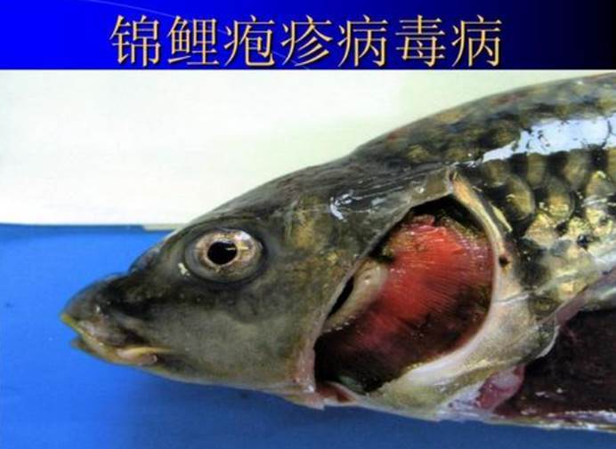 鲤鱼在澳洲泛滥成灾,人鱼大战澳洲大败,澳洲甚至想动用病毒灭杀