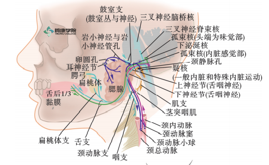 顎—咽—喉交界處麻痺.自律神經症狀.