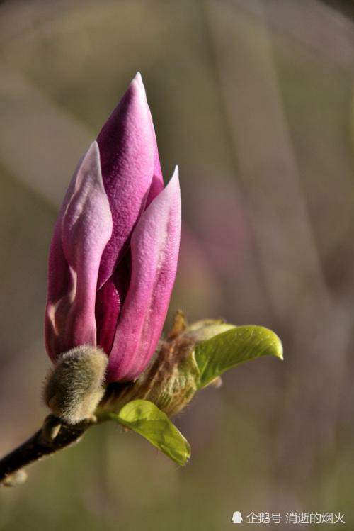 一天学一中药之,辛夷