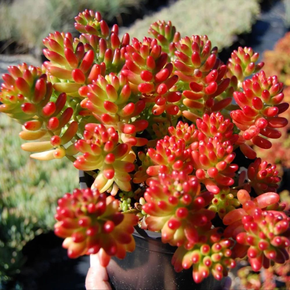 的多肉,那最低温度要保持在5度以上,就比如下面要分享的就是虹之玉