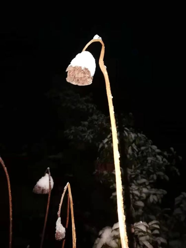 云天社菩提树下冬日静思作者释耀法南京