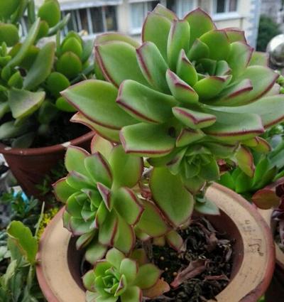 养护红缘莲花多肉需要注意什么