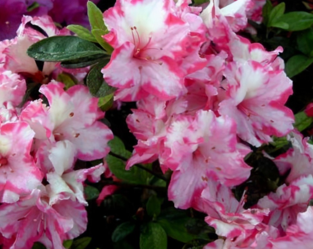 10种冬季开花的花卉,好看又好养,你养过几种?