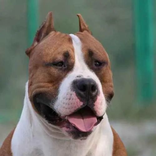 美国斗牛犬卡斯罗犬牛头梗犬日本土佐犬中亚牧羊犬阿根廷杜高犬巴西菲