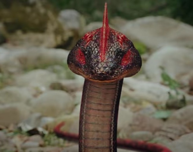 终极笔记野鸡脖子蛇母金鳞巨蟒黑毛蛇的关系