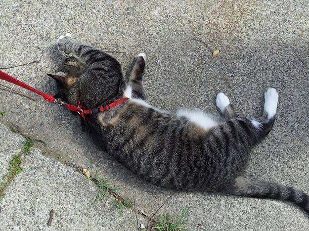 第一次"遛猫",铲屎官一定要做好这些准备