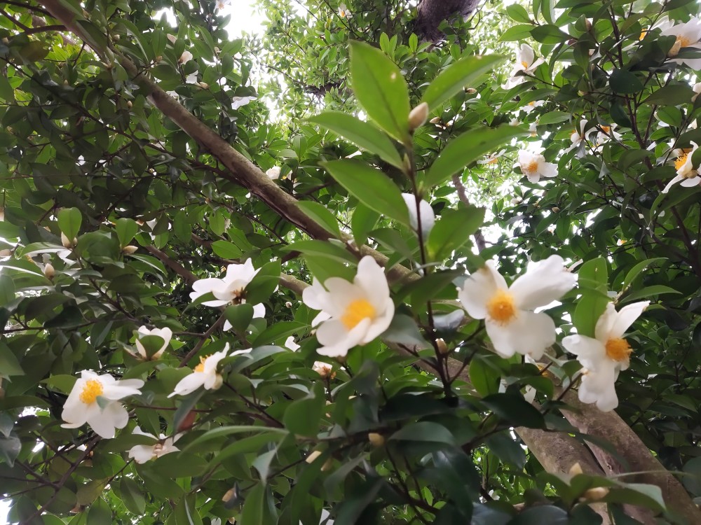 野山茶花美麗綻放深圳冬天裡獨特風景塘朗山賞花