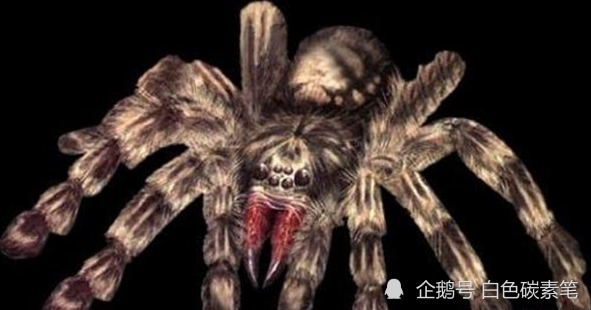 蜘蛛怪物真实案件图片