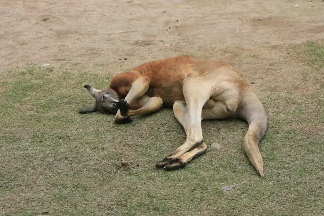红大袋鼠快看我有旋转180度的动耳神功