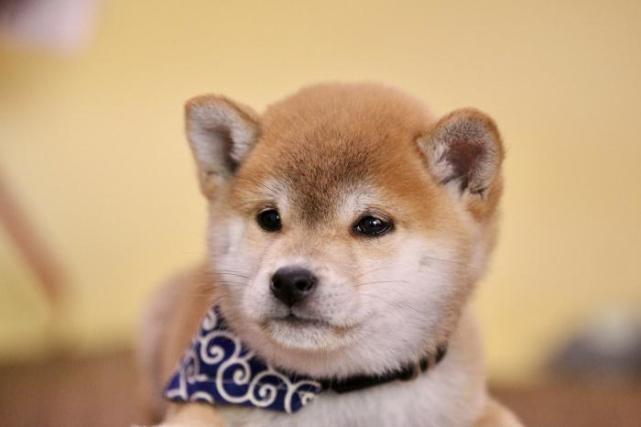 柴犬什么时候会掉毛 掉毛期有多长时间 柴犬 狗狗 金毛 日本 犬种 短毛犬