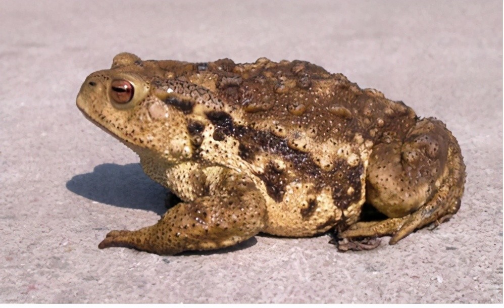 癞蛤蟆:我,中华蟾蜍,濒危物种,抓我可是要进监狱_腾讯新闻