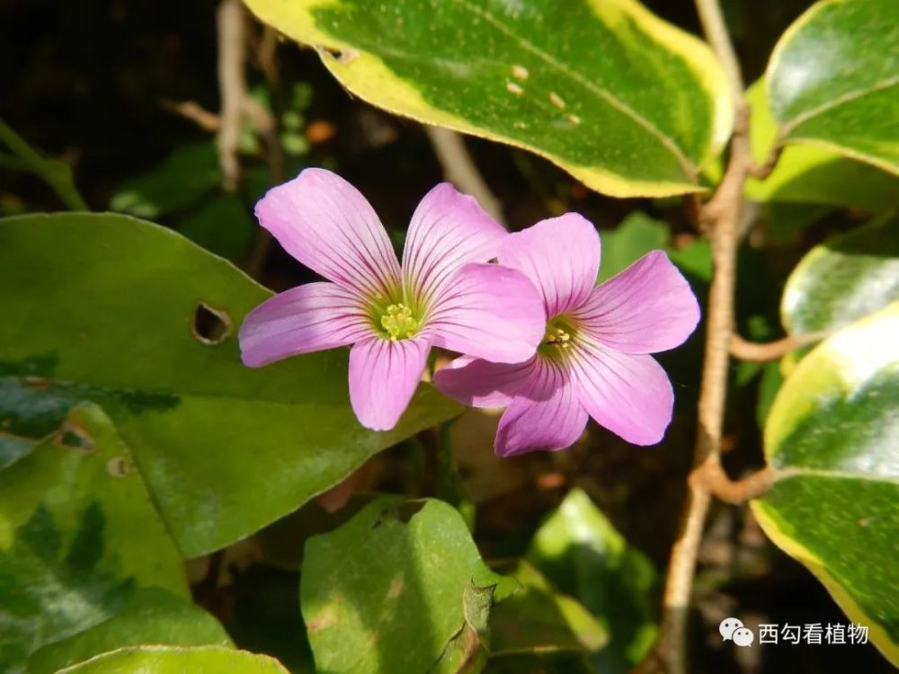 关节酢浆草 oxalis articulata