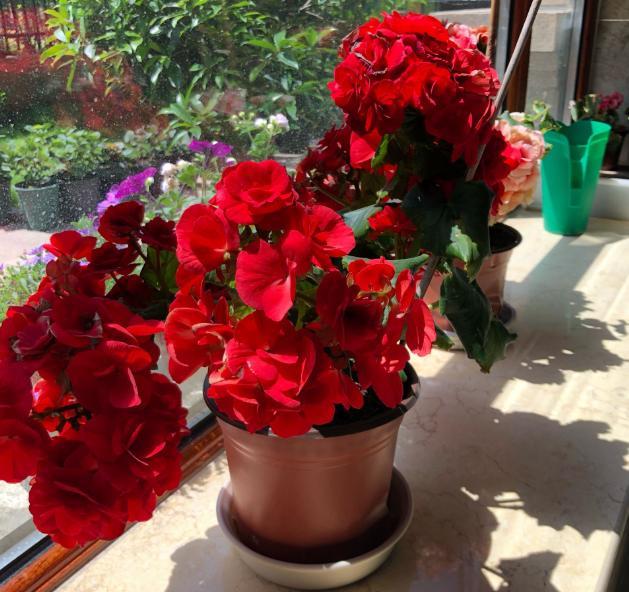 到了冬季就盆栽这7样花卉 耐寒能力强 开花美丽又喜庆 报春花 盆栽 花卉 倒挂金钟