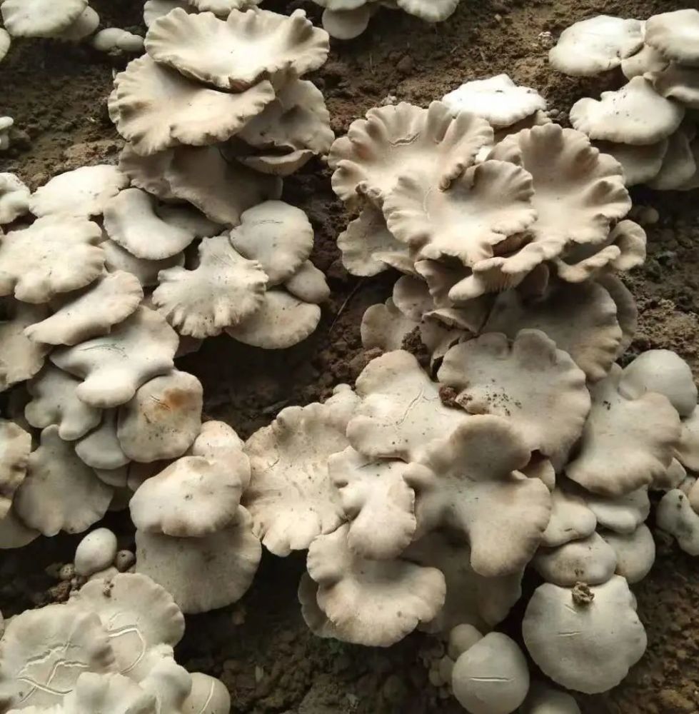 栾川人种出了"灵芝菇",亩产惊人营养价值还高!