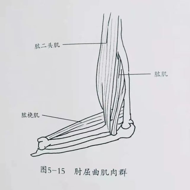 肘屈曲僵硬伸直困難干預方法|肱骨|肱三頭肌|拮抗肌|肩胛骨