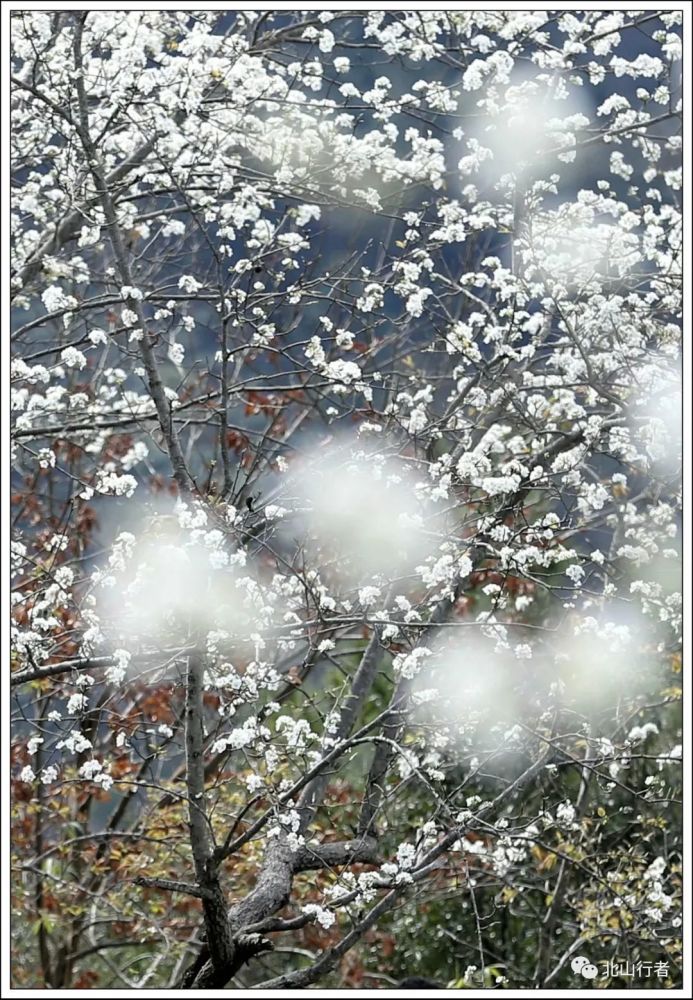 刘岩生梨花飞梨花落